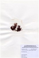 藏品(縱胞藻)的圖片